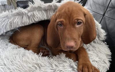 Vida the Vizsla